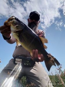 Largemouth Bass