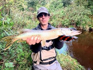 Northern Pike