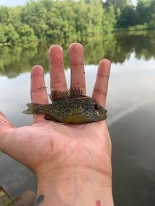 Green Sunfish