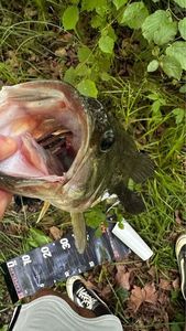 Largemouth Bass