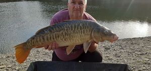 Mirror Carp