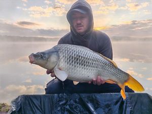Common Carp