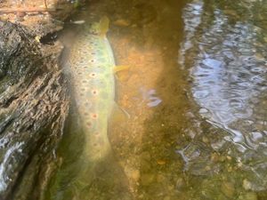 Brown Trout