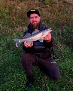 Zander