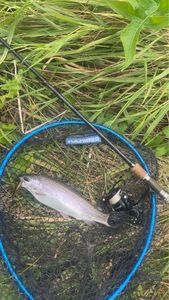 Rainbow Trout