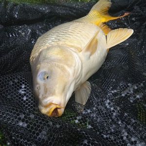 Common Carp