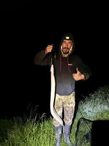 European Eel (Common Eel)