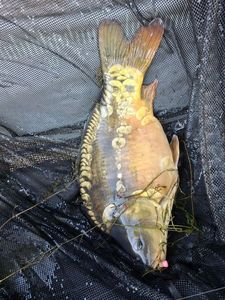Mirror Carp