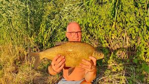 Common Bream