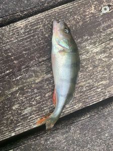 European Perch