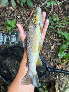 Brown Trout