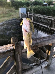 Largemouth Bass