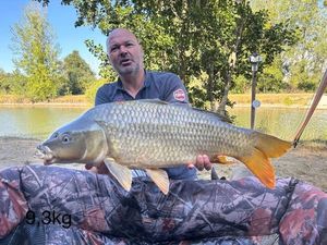 Common Carp