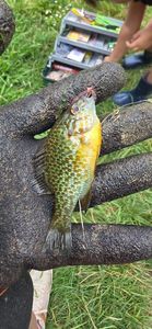 Pumpkinseed