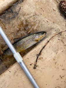 Brown Trout