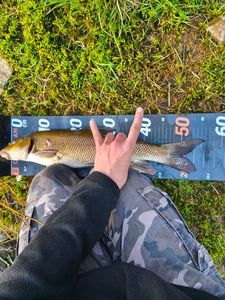 Barbel