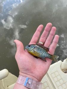 Green Sunfish