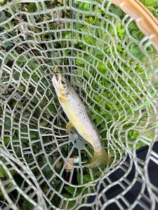 Brown Trout