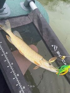Northern Pike
