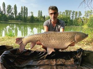 Grass Carp