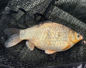 Crucian Carp