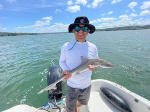 Starry Smooth-Hound