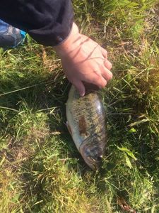 Smallmouth Bass
