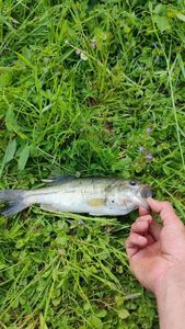 Smallmouth Bass