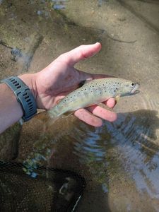 Brown Trout