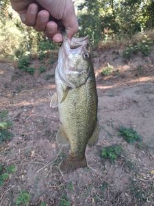 Largemouth Bass