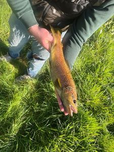 Brown Trout