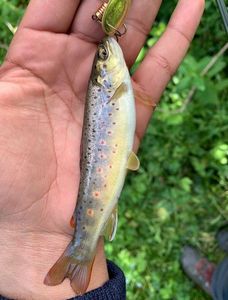 Brown Trout