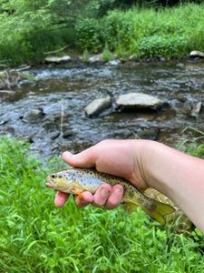 Brown Trout