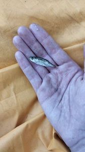 Gudgeon