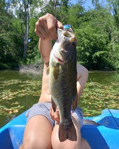 Smallmouth Bass