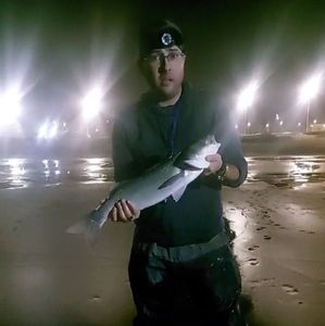 European Bass (Seabass)