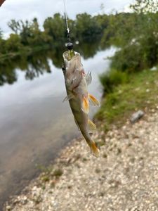 European Perch