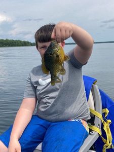 Green Sunfish
