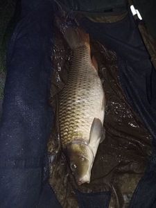 Common Carp