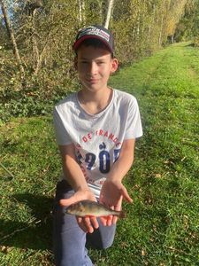 European Perch