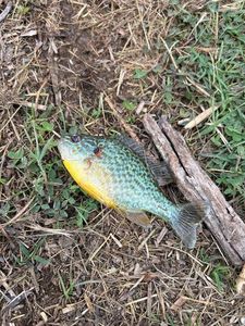 Green Sunfish