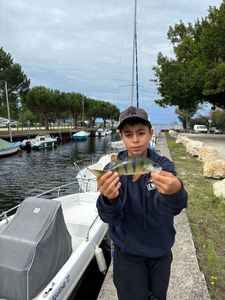 European Perch