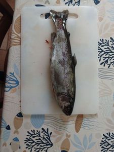 Rainbow Trout