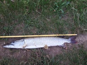 Northern Pike