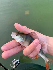 European Perch