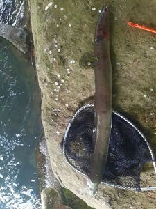 European Eel (Common Eel)