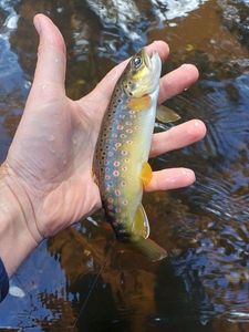 Brown Trout