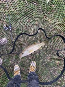Largemouth Bass