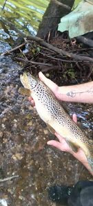Brown Trout