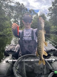 Northern Pike